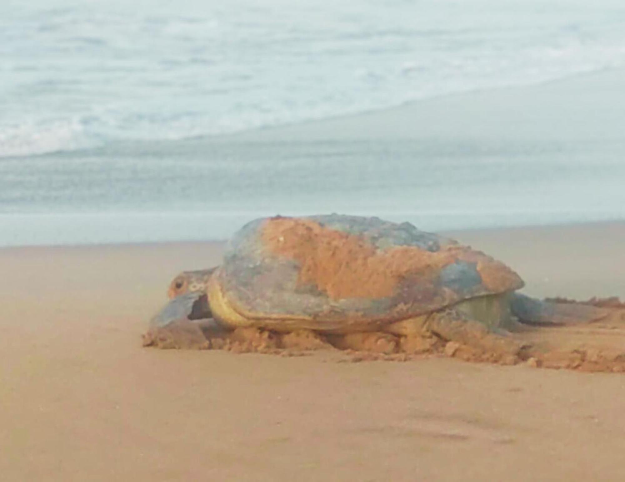 Amour At Turtle Beach Tangalle Εξωτερικό φωτογραφία