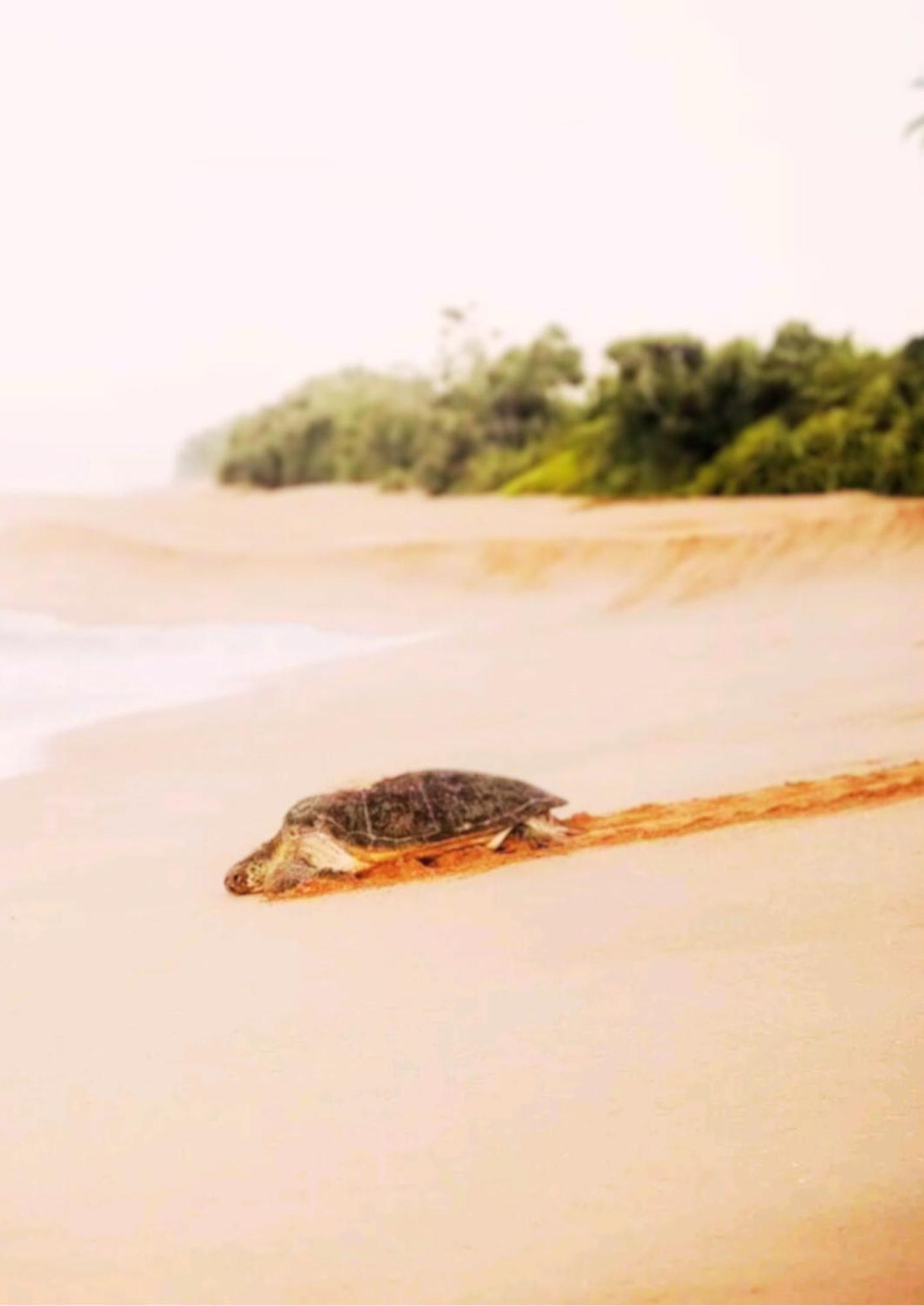 Amour At Turtle Beach Tangalle Εξωτερικό φωτογραφία